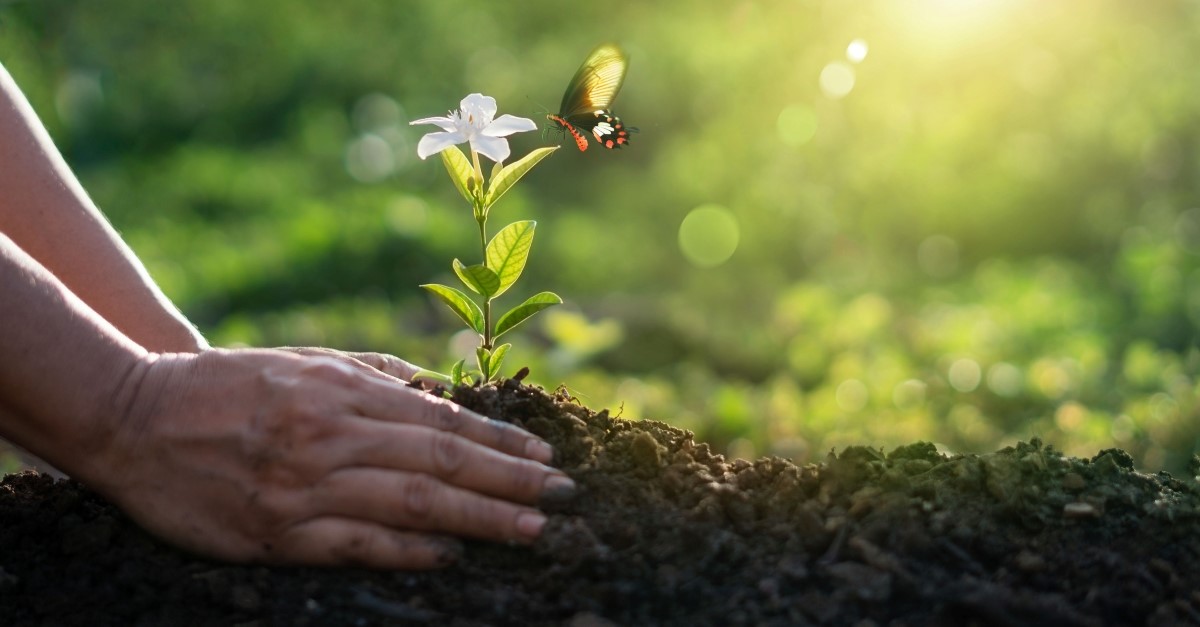 person planting small flower butterfly coming close to flower